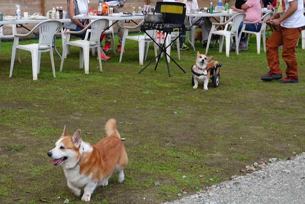 ドッグキャンプ福寿| 山梨県 山中湖村の犬と泊まれるキャンプ場