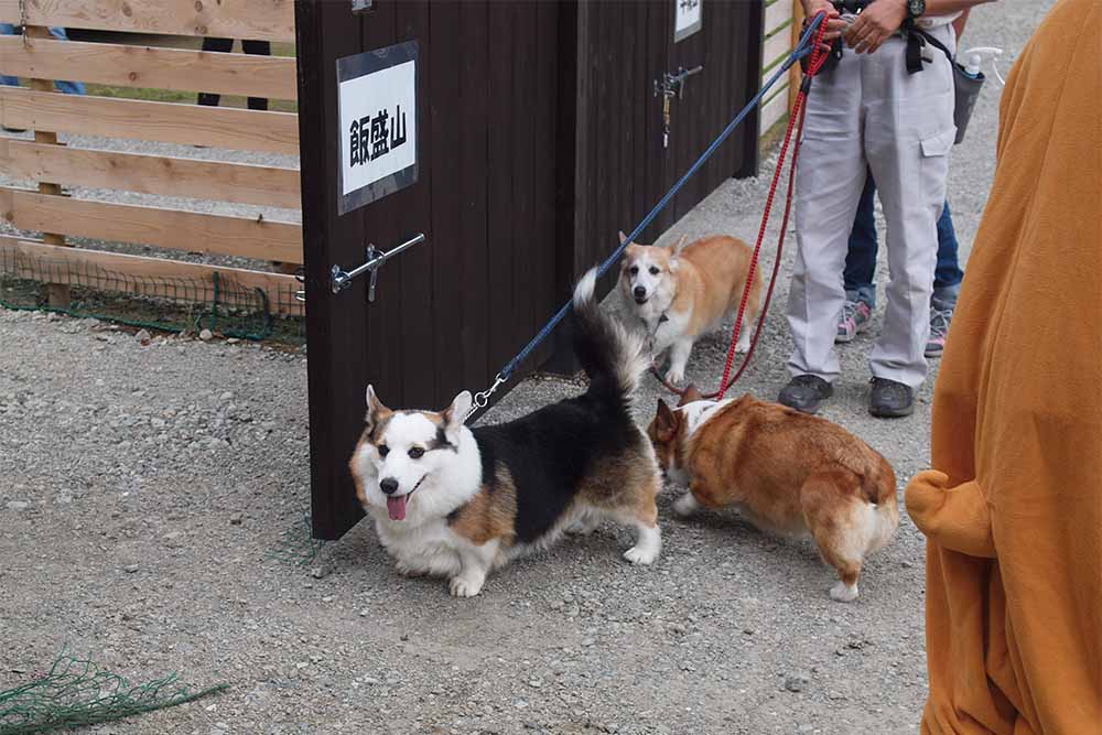 ドッグキャンプ福寿| 山梨県 山中湖村の犬と泊まれるキャンプ場